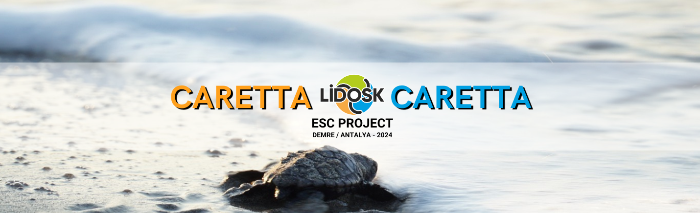 Caretta Caretta 2024 